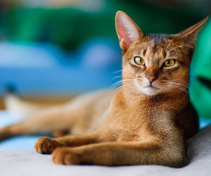 Diese 7 Katzen fallen durch ihre außergewöhnlich großen Ohren auf