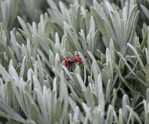 Was fressen Feuerwanzen und sind sie giftig?