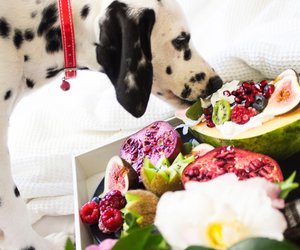 Dürfen Hunde Avocados essen? Hier ist absolute Vorsicht geboten