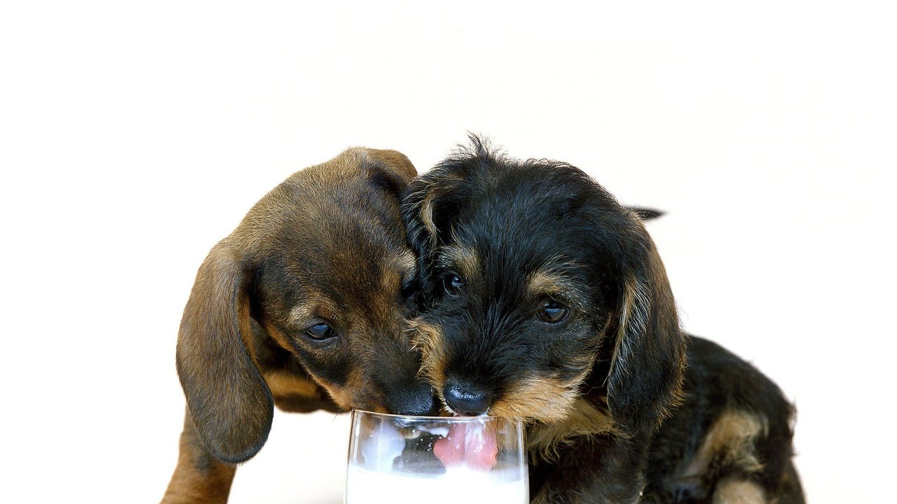 Viele&#x20;Hunde&#x20;lieben&#x20;es,&#x20;Milch&#x20;zu&#x20;schlecken.