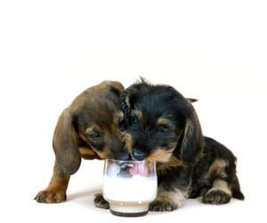 Milch für Hunde: Gesund oder gefährlich?