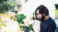 Ist die Monstera giftig für Menschen und Katzen?