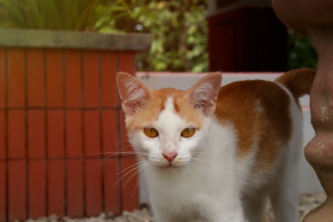 Die Türkisch Van unterscheidet sich von anderen Katzenrassen.