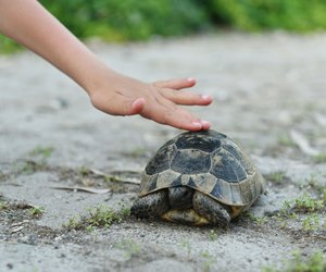 Schildkröte als Haustier für Kinder: Darüber solltet ihr noch mal nachdenken