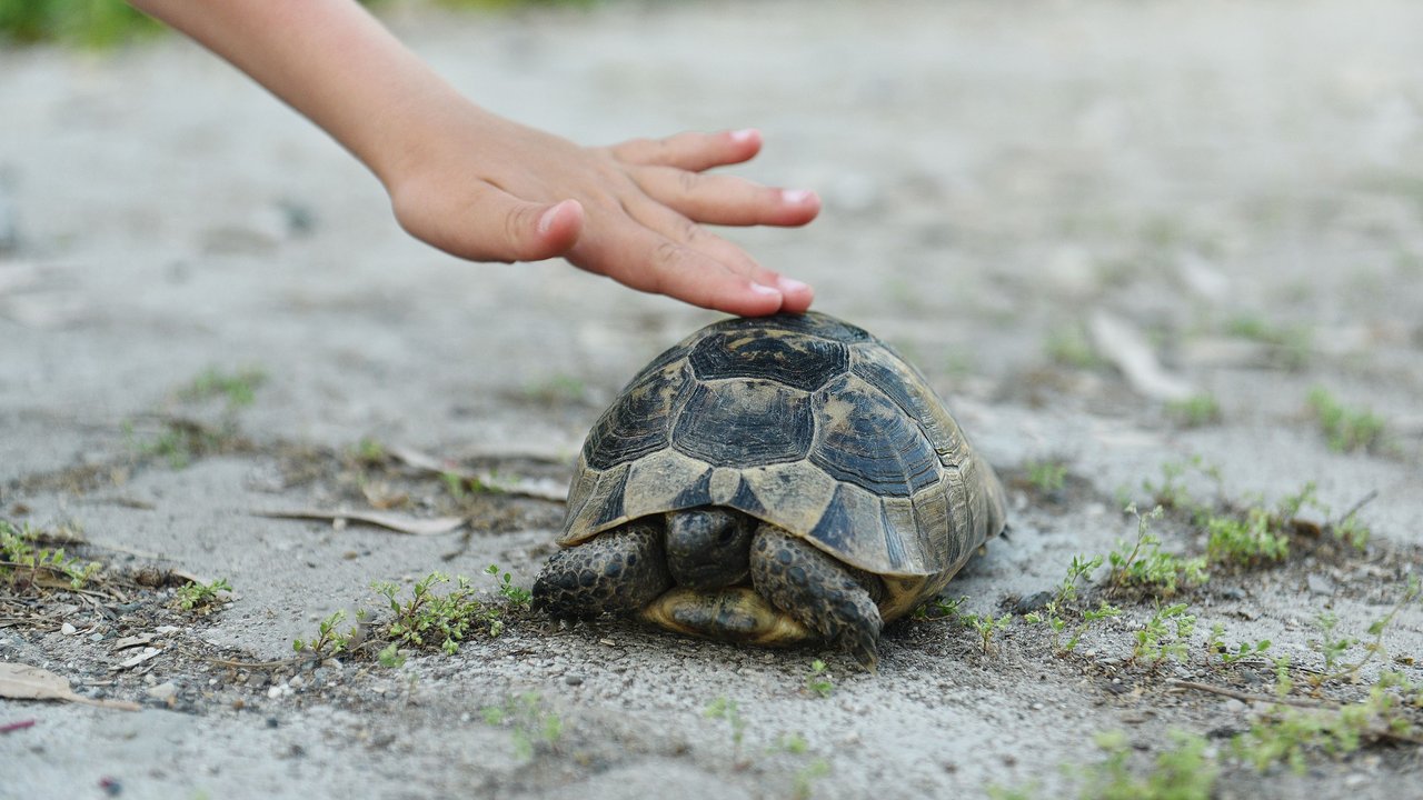 Schildkröte als Haustier für Kinder