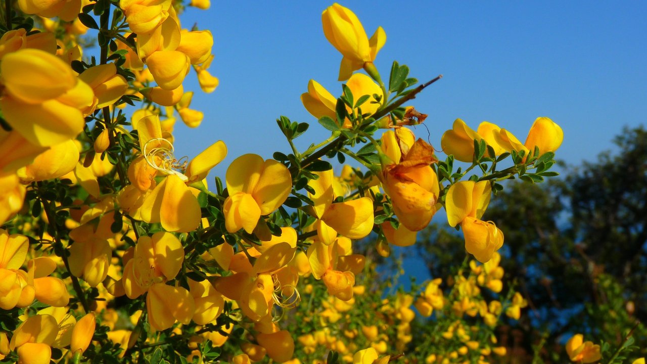Mit seinen gelb leuchtenden Blüten zieht der Ginster Blicke auf sich.