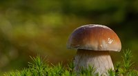 Steinpilz erkennen – Darauf musst du achten