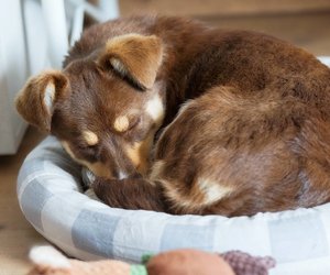 Warum drehen sich Hunde im Kreis, bevor sie sich hinlegen? Das steckt dahinter