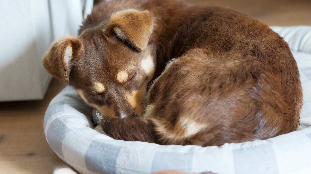 Zusammengerollt schläft dieser Hund in seinem Hundebett.
