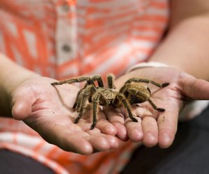 Wo leben Vogelspinnen? Die Lebensräume der Achtbeiner