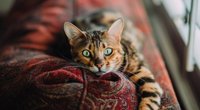 Mit diesen zwei Tipps befreit ihr euer Sofa schnell von Katzenhaaren