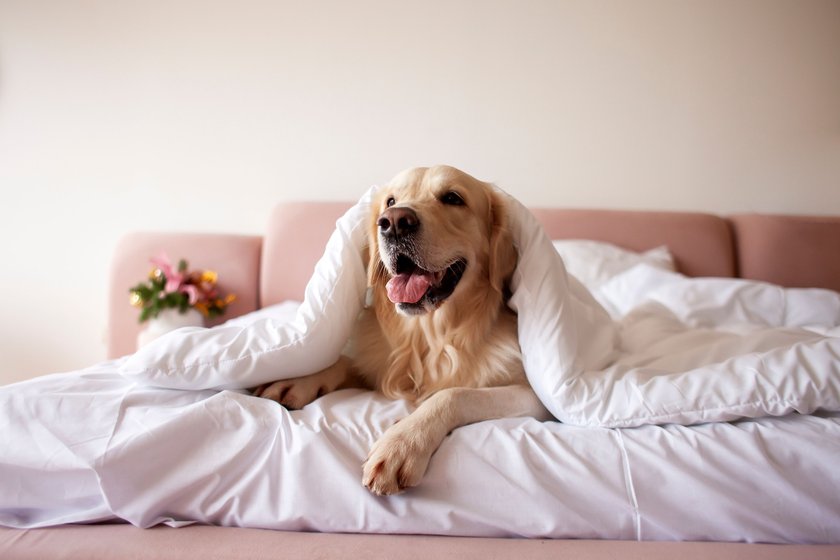 Golden Retriever zugedeckt in einem Bett