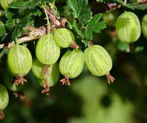 Stachelbeeren – So isst du die leckerem Früchte aus dem Garten richtig