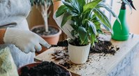 Trauermücken aus der Blumenerde vertreiben: Das sind die besten Tricks