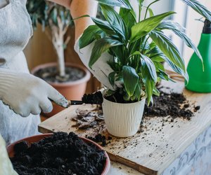 Trauermücken aus der Blumenerde vertreiben: Das sind die besten Tricks