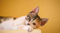 Wie oft Katze entwurmen – Tipps und Ratschläge zum Thema
