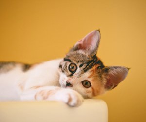 Wie oft Katze entwurmen – Tipps und Ratschläge zum Thema