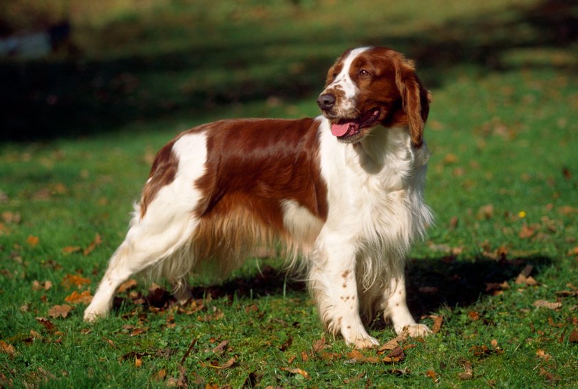 Dog - Welsh Springer Spaniel PUBLICATIONxINxGERxSUIxAUTxONLY Copyright: JohnxDaniels 10851742