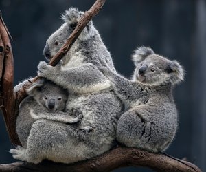 Teste dich: Wie gut kennst du dich mit Koalas aus?