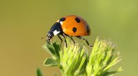 Was fressen Marienkäfer? Das steht alles auf dem Speiseplan