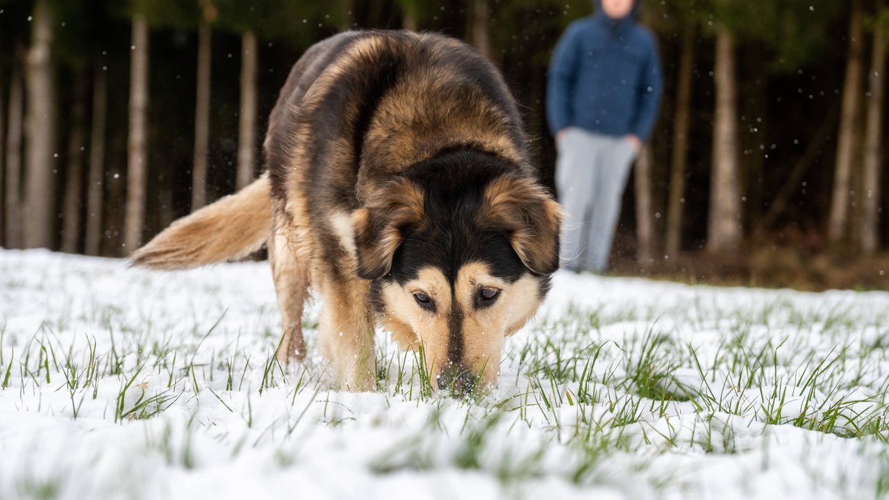 Hund schnüffelt im Schnee 