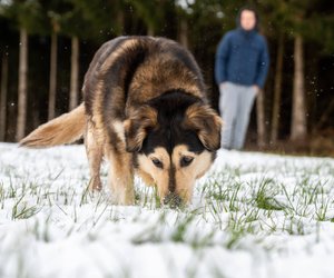 Ausgiebig Schnüffeln bei jeden Spaziergang: Deshalb lieben Hunde es wirklich