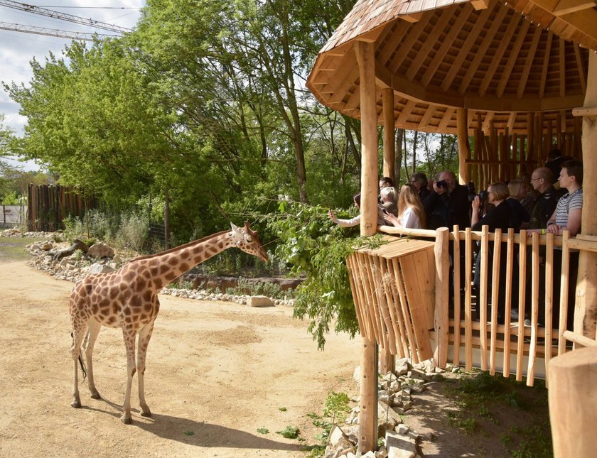 Der Tierpark Friedrichsfelde bietet eine tolle Savannenlandschaft.