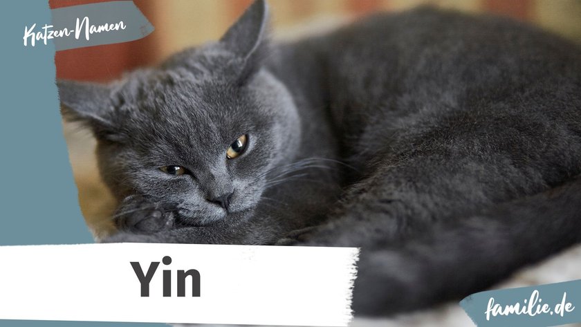 Namen für graue Katzen: Yin