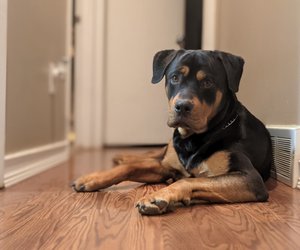 Wie alt werden Rottweiler? Das ist ihre Lebenserwartung