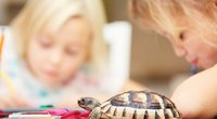 Schildkröte als Haustier: Ist das gepanzerte Tier für Kinder geeignet?