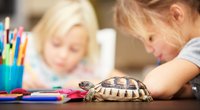 Schildkröte als Haustier: Ist das gepanzerte Tier für Kinder geeignet?