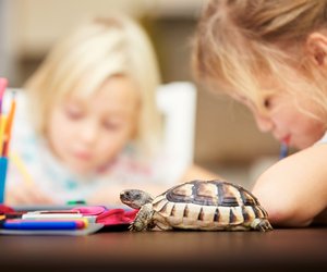Schildkröte als Haustier: Ist das gepanzerte Tier für Kinder geeignet?