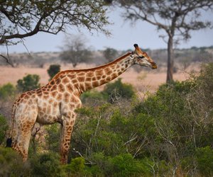 Wo leben Giraffen? Die Riesen der Savanne