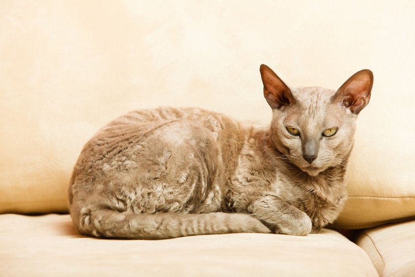 Die Sphinxposition kann auf Unwohlsein hindeuten.