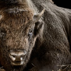 Chinesische Sternzeichen: Der Büffel braucht feste Strukturen