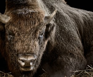 Chinesische Sternzeichen: Der Büffel braucht feste Strukturen