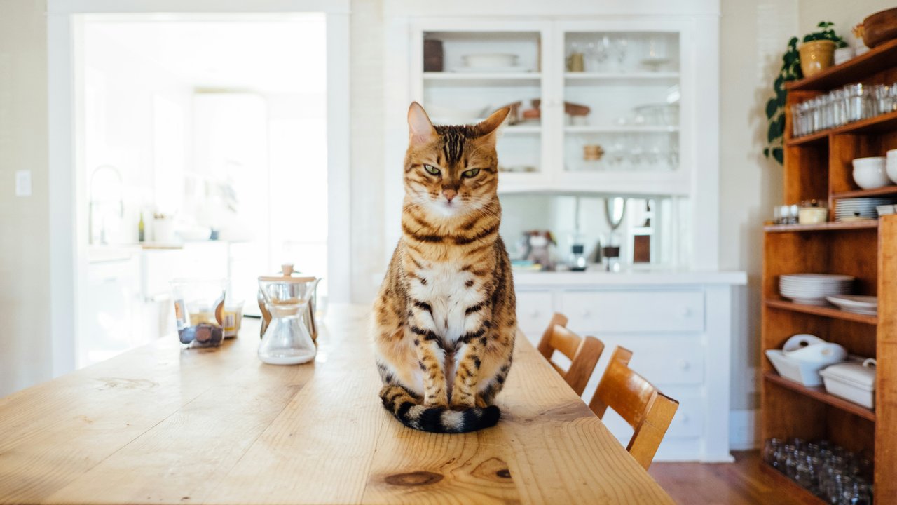 Katzen halten in der Küche gern Stellung und beobachten uns, wenn wir ihr Futter zubereiten.