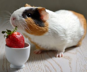 Dürfen Meerschweinchen Erdbeeren essen? Das gilt für die süßen Früchtchen