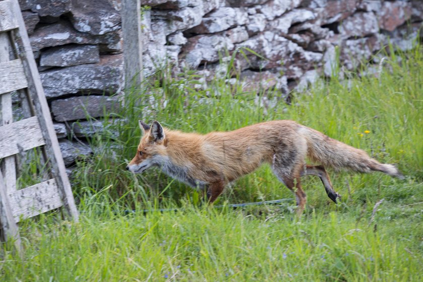 Ein Fuchs läuft über eine Wiese zwischen Brennholzstapeln.