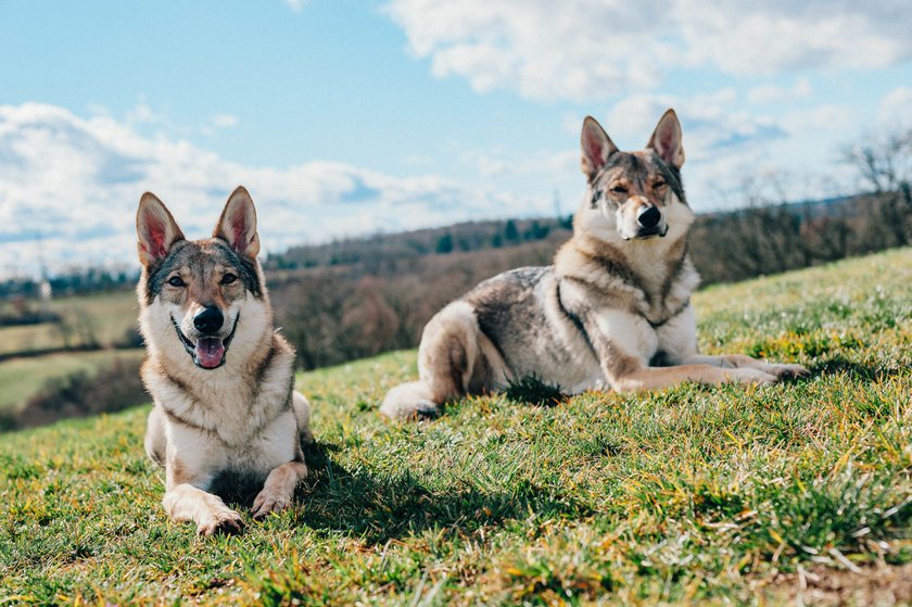 Tamaskan Hunde