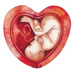 Herzförmige Gebärmutter: Führt die Fehlbildung des Uterus zu Problemen in der Schwangerschaft?