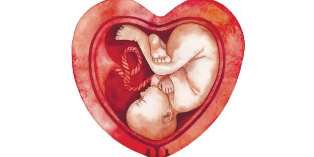 Herzförmige Gebärmutter: Führt die Fehlbildung des Uterus zu Problemen in der Schwangerschaft?