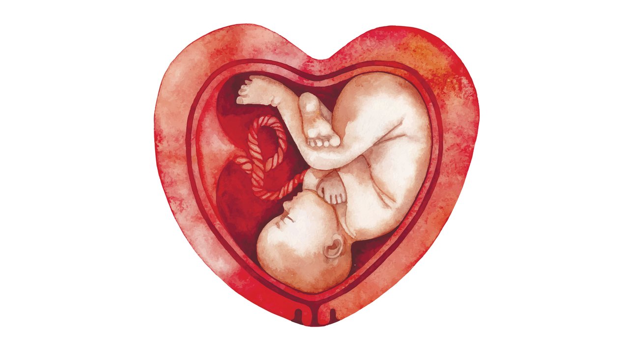 Uterus Herz