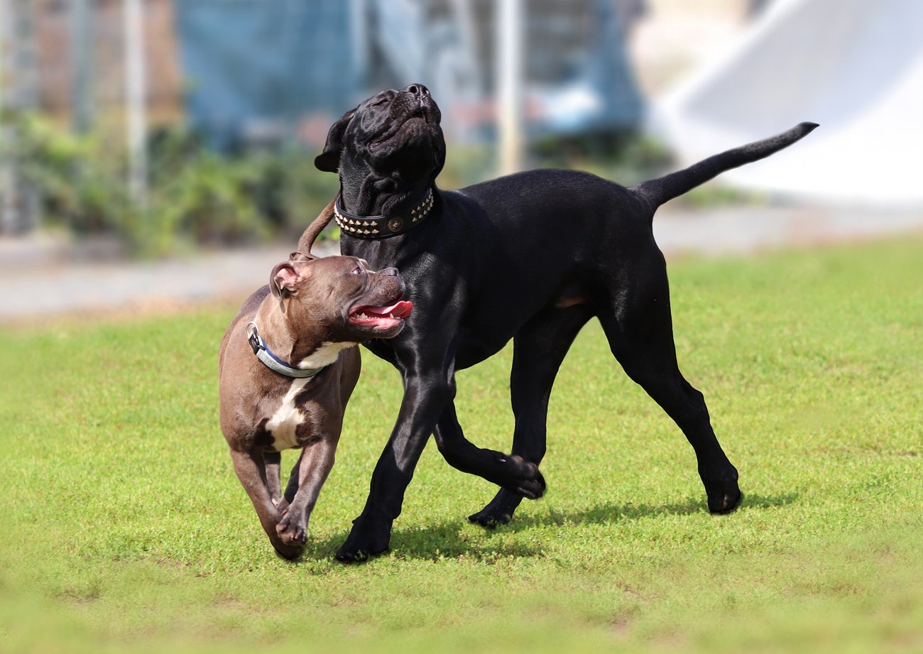 Beisskraft Von Hunden