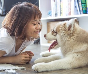 Dürfen Hunde Birnen essen? Das gibt es zu beachten