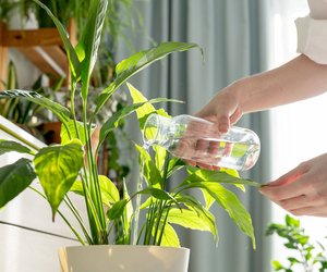 Der&#x20;g&#x00FC;nstige&#x20;Bew&#x00E4;sserungshelfer&#x20;von&#x20;Tchibo&#x20;ist&#x20;ein&#x20;Must-have&#x20;f&#x00FC;r&#x20;Pflanzenfans