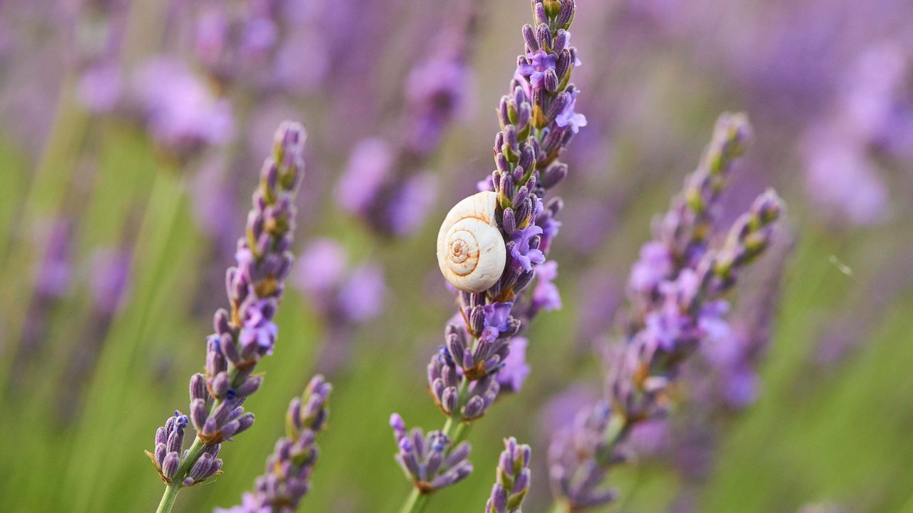 Ob Schnecken Lavendel fressen oder ob er sogar zur Schneckenabwehr dient, erfährst du hier.