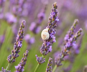 Fressen Schnecken Lavendel?