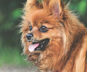 6&#x20;Hunderassen,&#x20;die&#x20;sich&#x20;am&#x20;wenigsten&#x20;f&#x00FC;r&#x20;andere&#x20;Fellnasen&#x20;begeistern