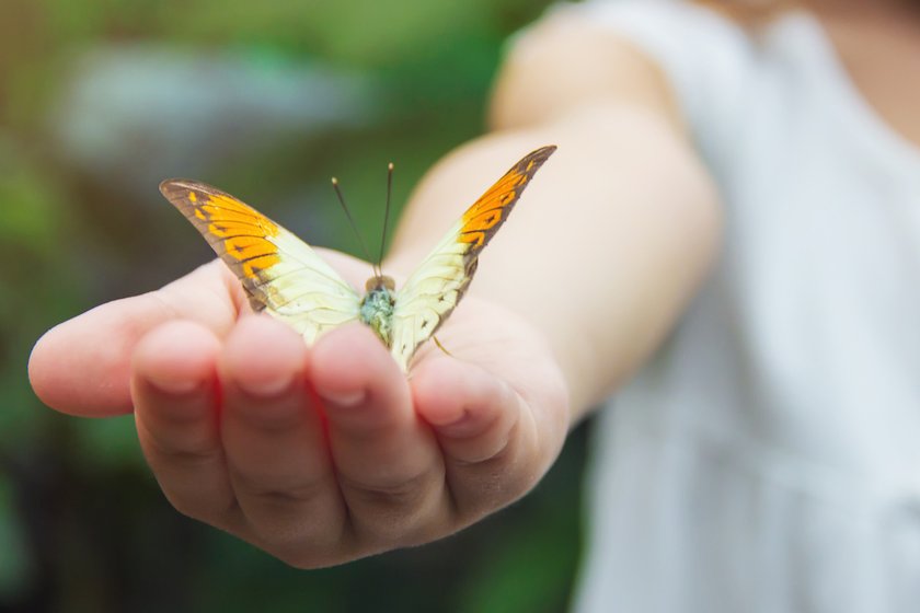 Schmetterling in Kinderhand